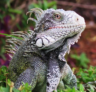 Iguana